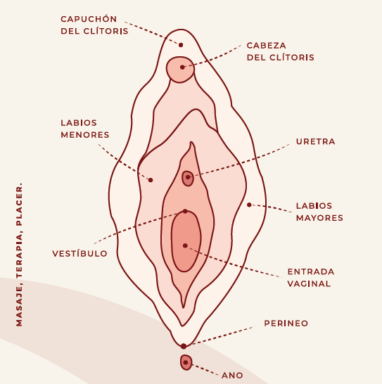 Anatomía de la Vulva