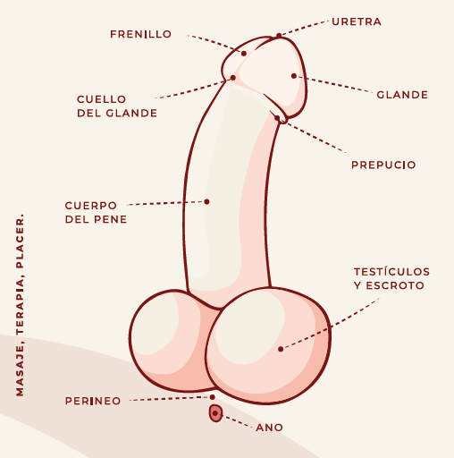 Anatomía del Pene